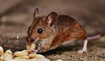 24 Hour & Emergency Exterminators in Westborough, MA